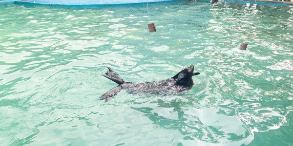 dolphin.jpg